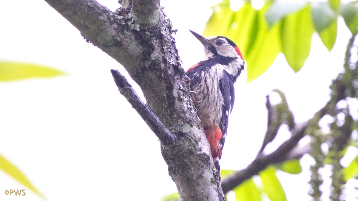 Necklaced Woodpecker - ML637376677