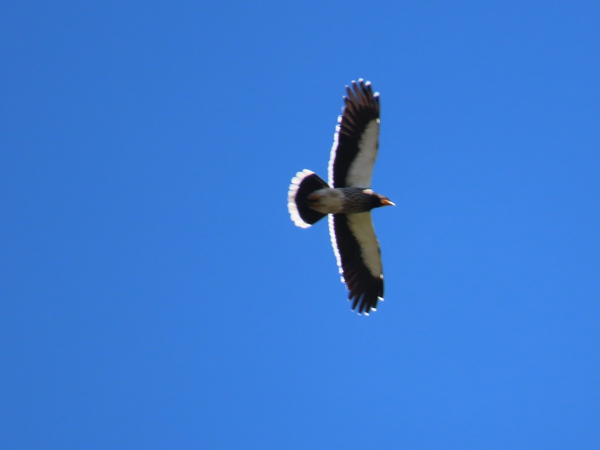 Carunculated Caracara - ML637376679