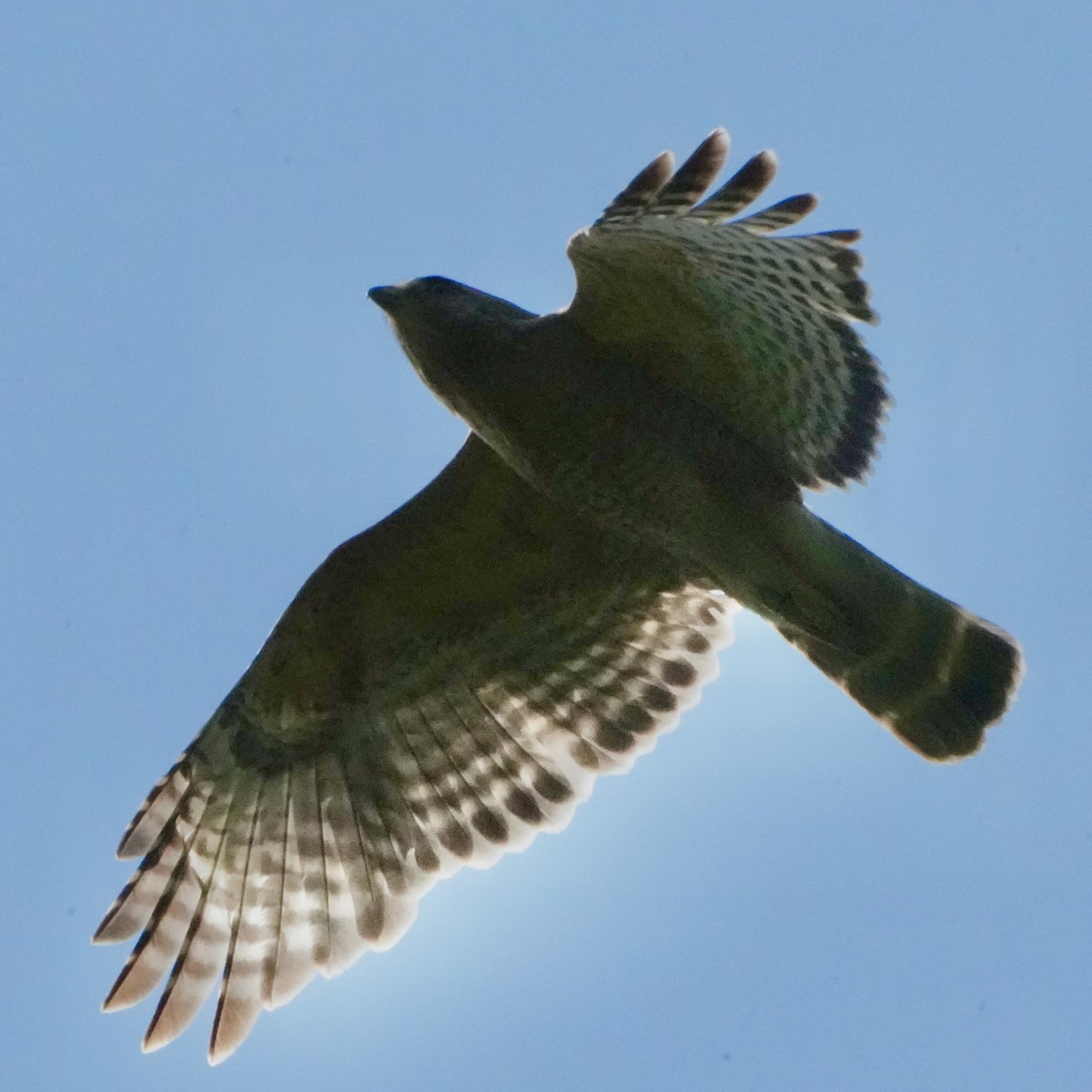 Red-shouldered Hawk - ML637376691