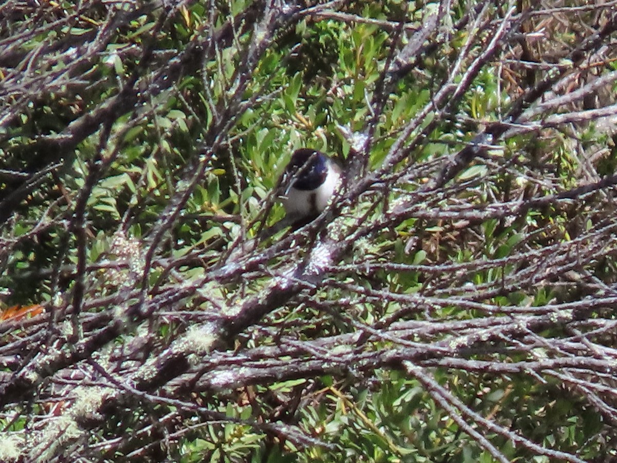 Ecuadorian Hillstar - ML637376699