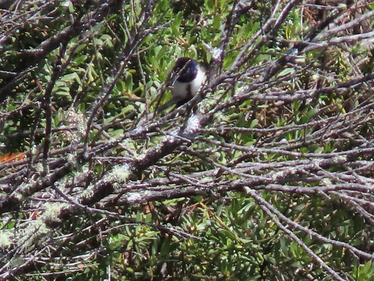Ecuadorian Hillstar - ML637376700