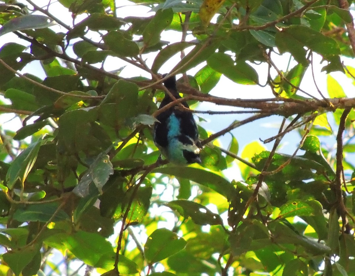 Metallic-green Tanager - ML637376721