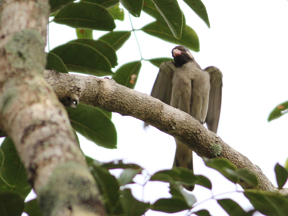 Greater Honeyguide - ML637376739