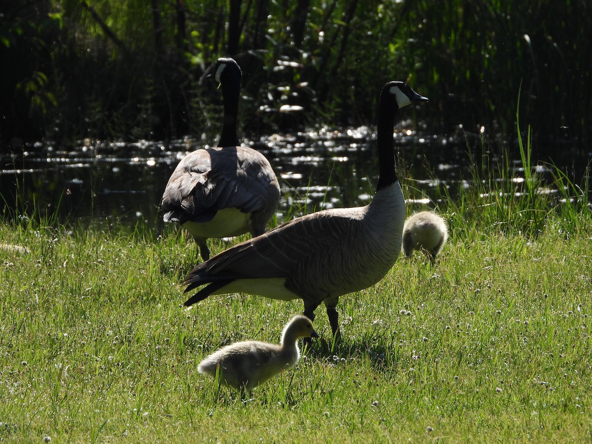 Canada Goose - ML637376817