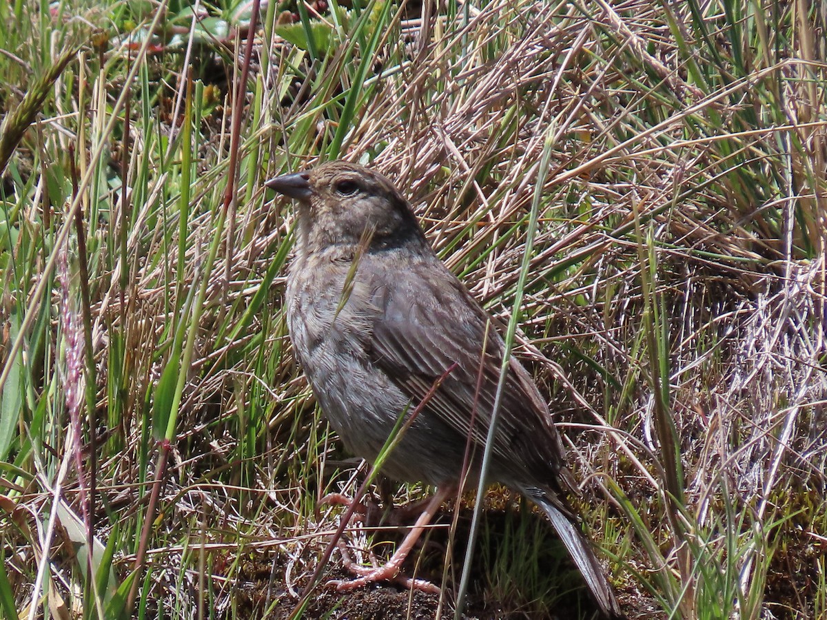 Plumbeous Sierra Finch - ML637376825