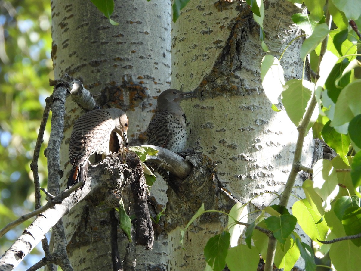 Northern Flicker - ML637376831