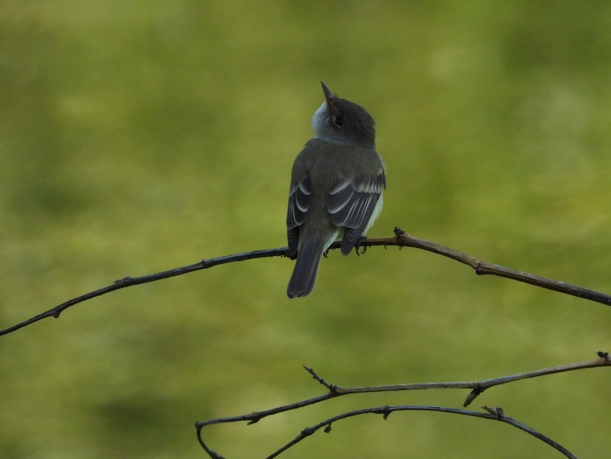 Willow Flycatcher - ML637376842
