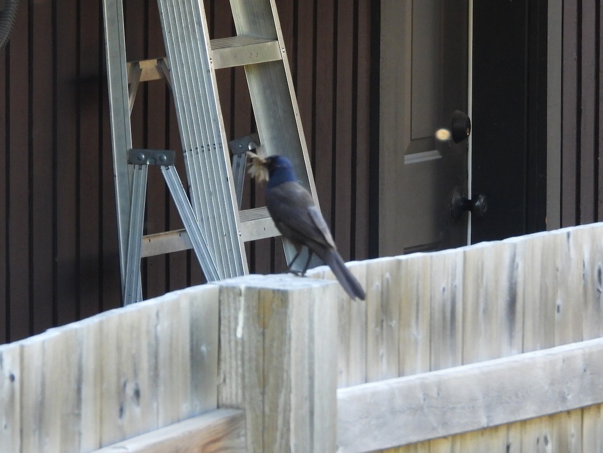 Common Grackle - ML637376881