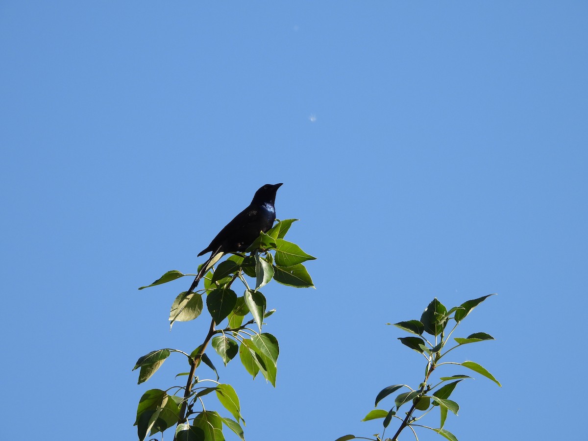 Common Grackle - ML637376883