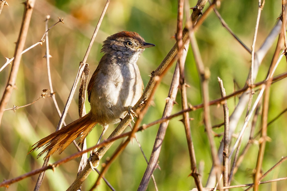 Sooty-fronted Spinetail - ML637377072