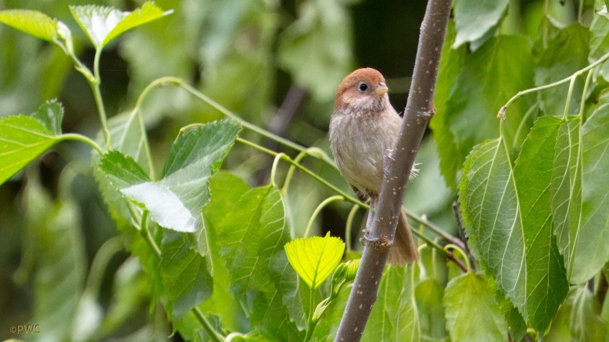 Eye-ringed Parrotbill - ML637377112