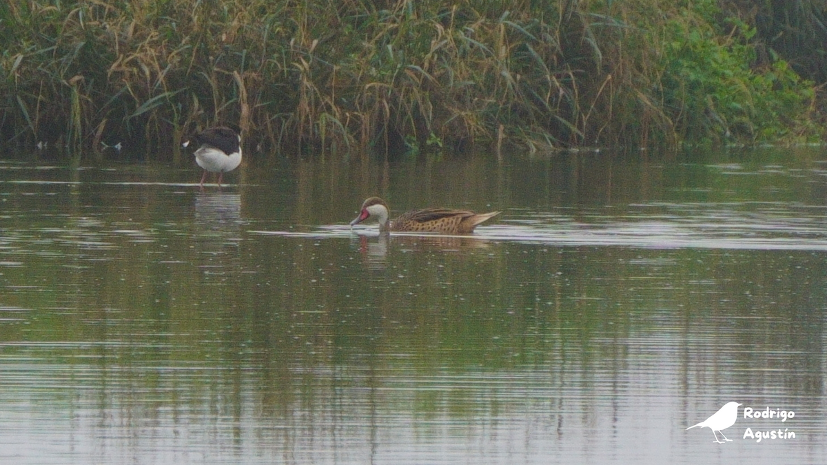 White-cheeked Pintail - ML637377136
