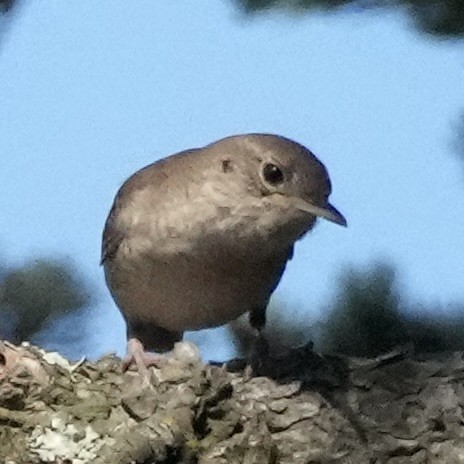 Northern House Wren - ML637377142