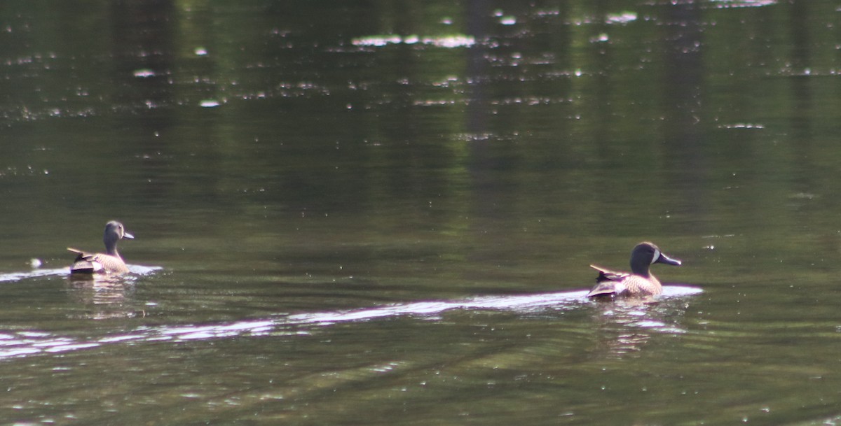 Blue-winged Teal - ML637377213