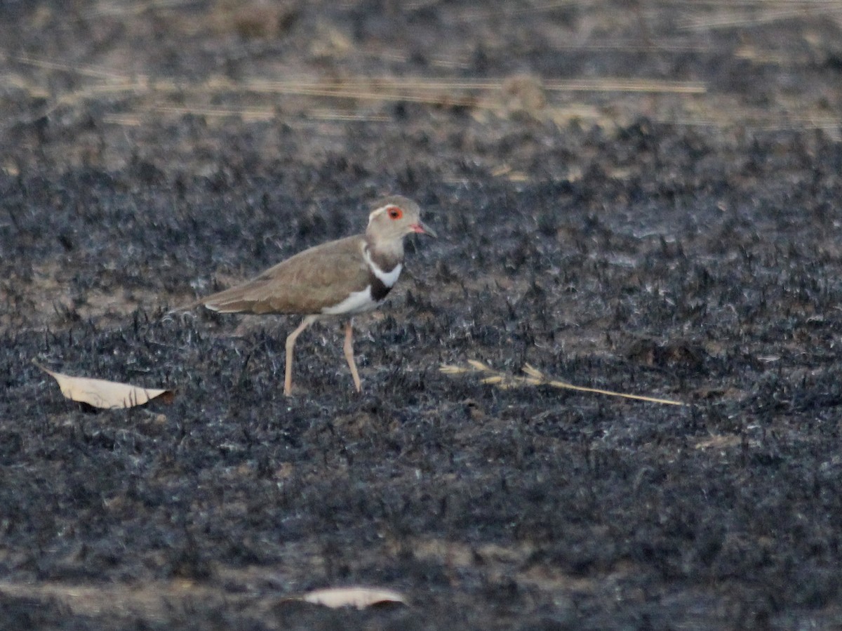 Forbes's Plover - ML637377225