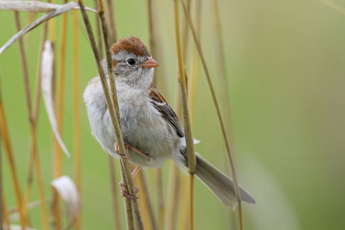 Field Sparrow - ML637377269