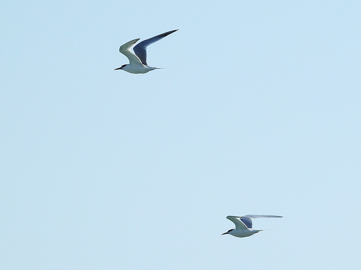 Sandwich Tern - ML637377296