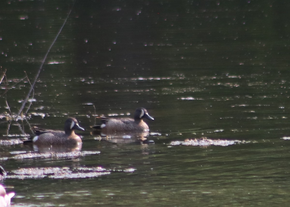 Blue-winged Teal - ML637377310