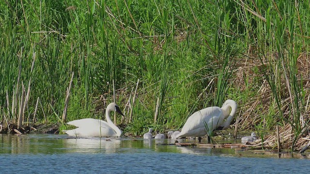 Trumpeter Swan - ML637377312