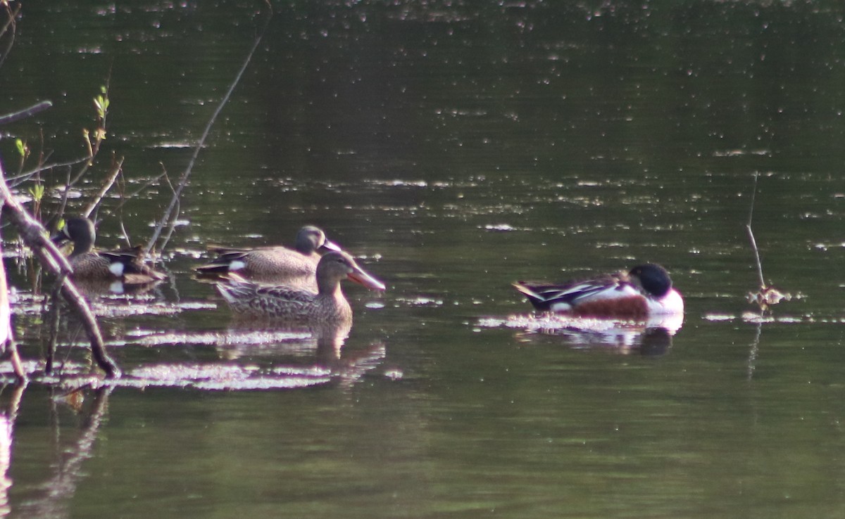 Northern Shoveler - ML637377314