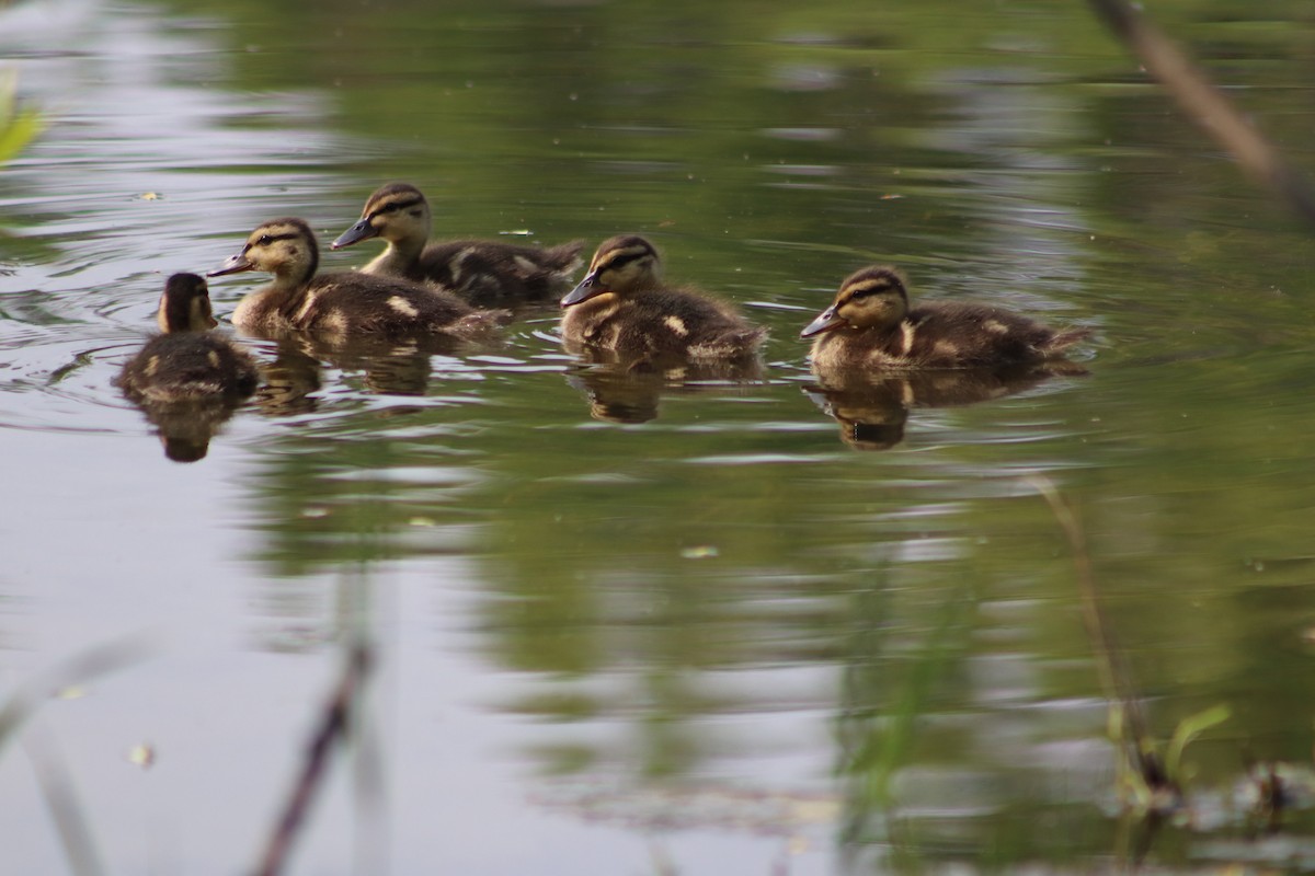 Mallard - ML637377329