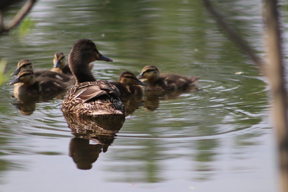 Mallard - ML637377330