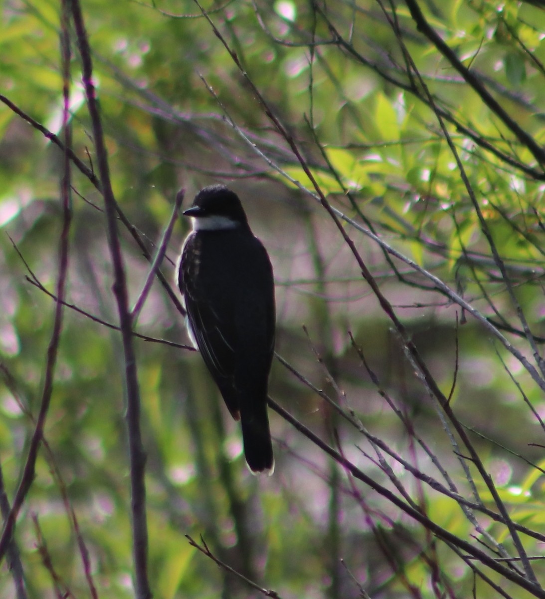 Eastern Kingbird - ML637377337