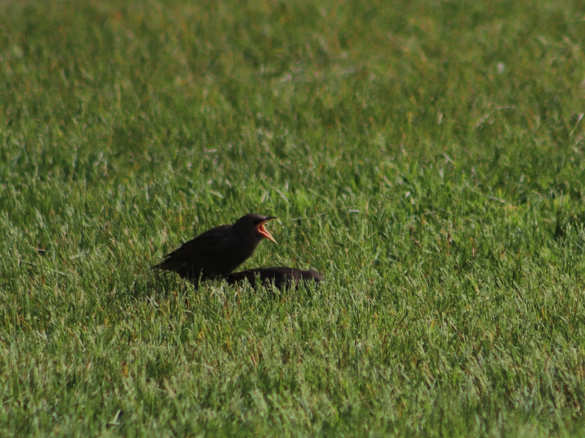 European Starling - ML637377349