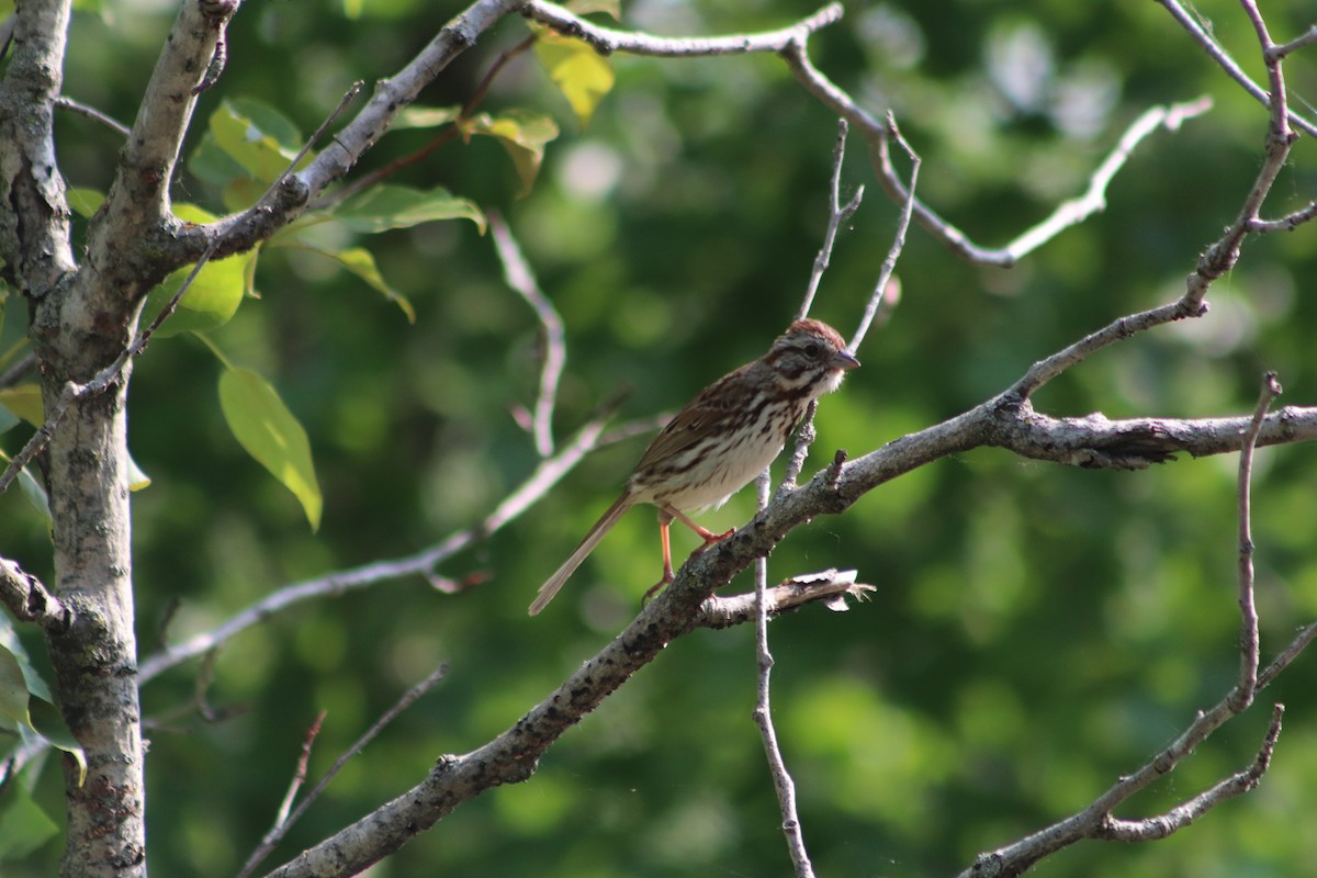 Song Sparrow - ML637377362