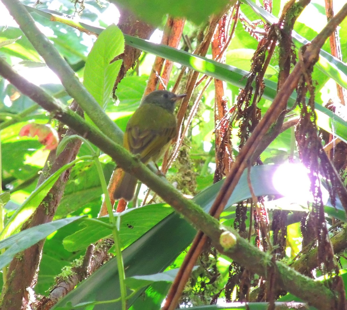 Ochre-bellied Flycatcher - ML637377418
