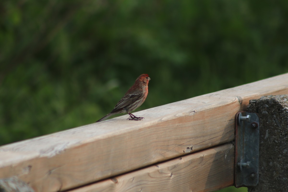 House Finch - ML637377438