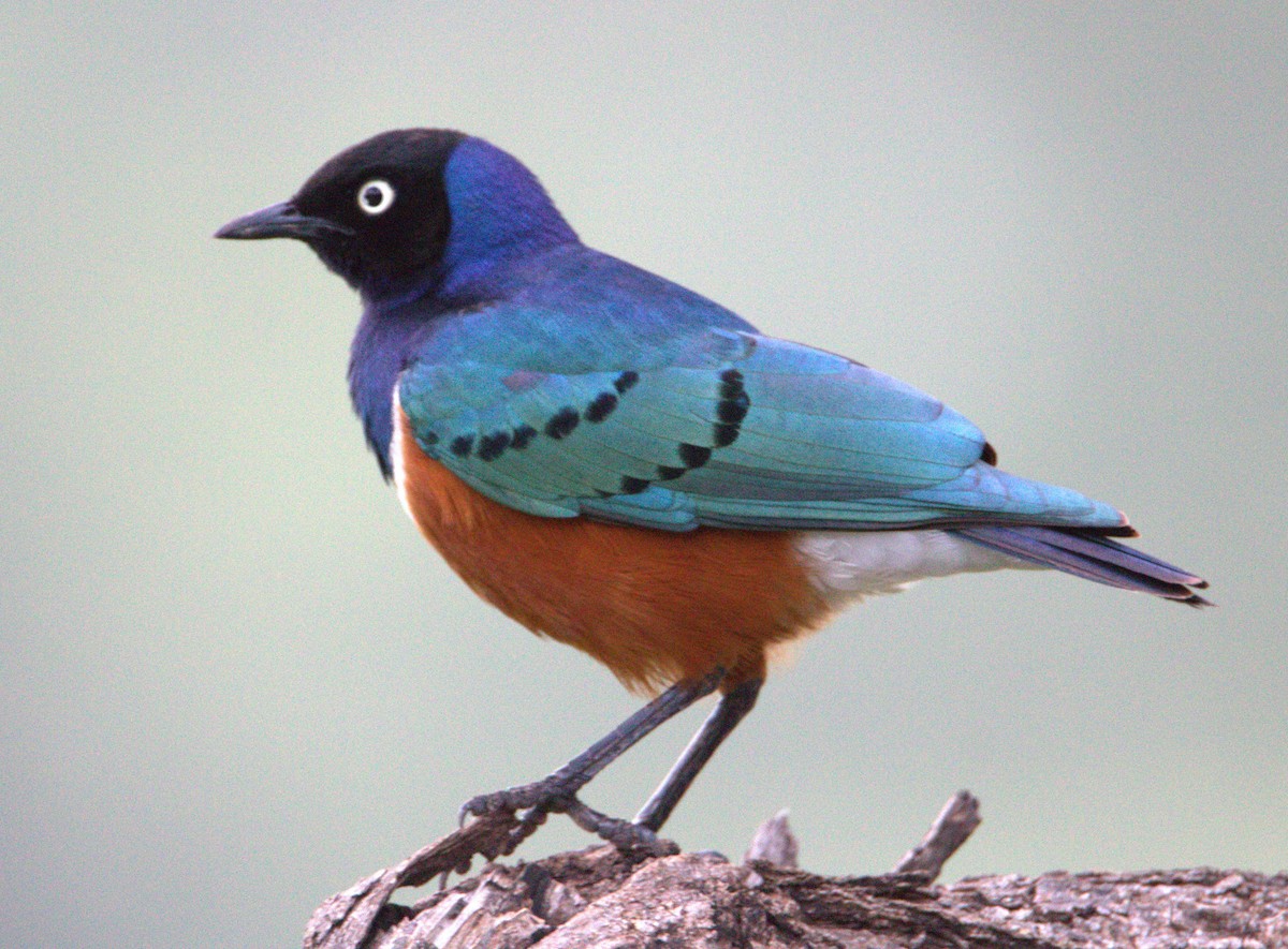 Superb Starling - ML637377477