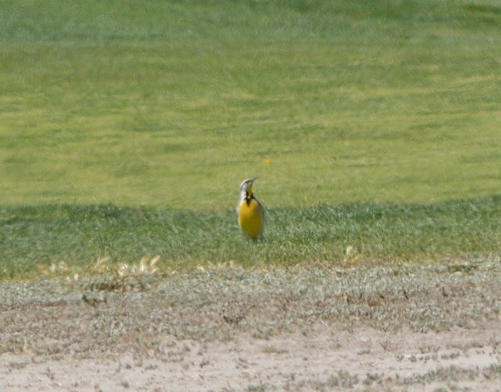 Chihuahuan Meadowlark - ML637377515