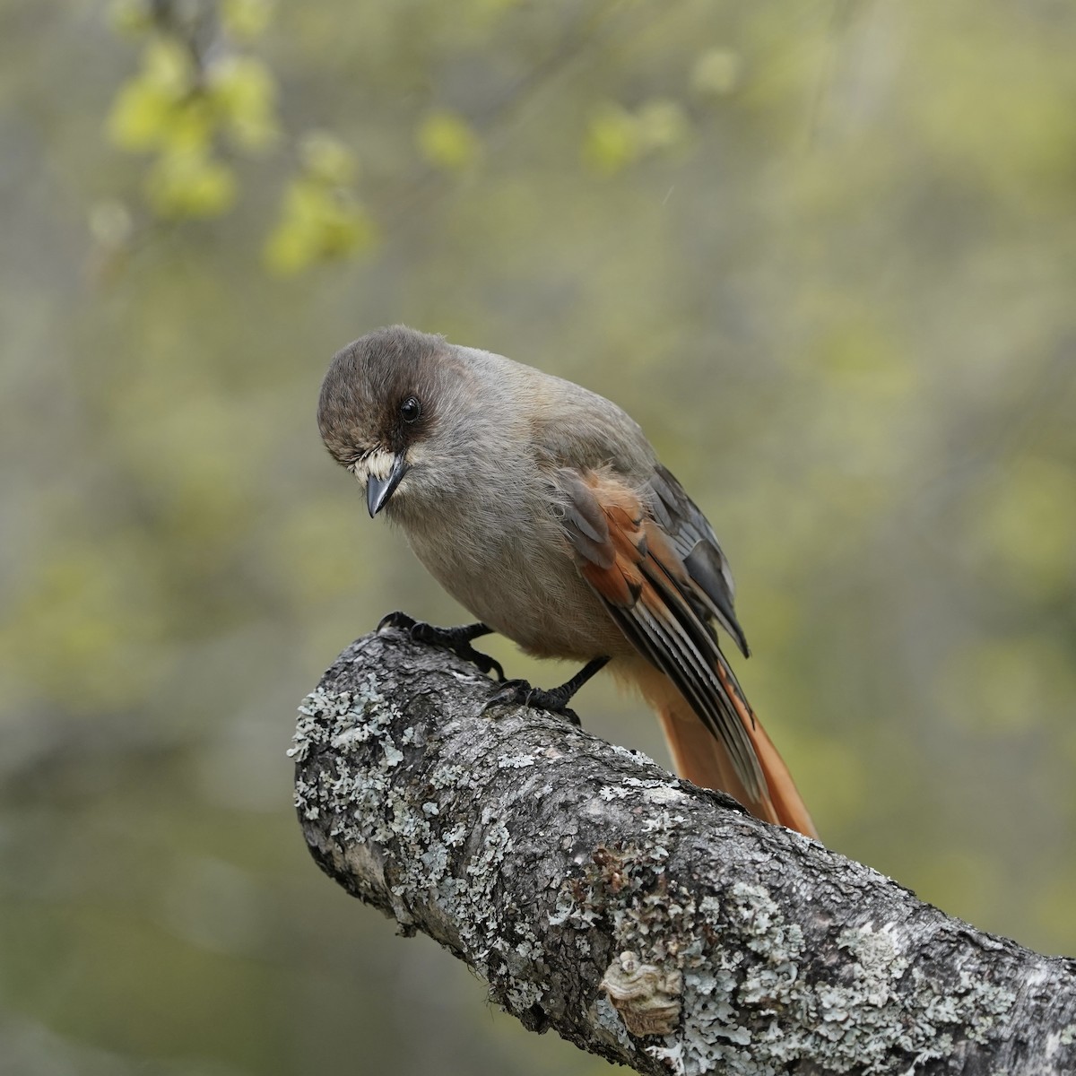 Siberian Jay - ML637377522