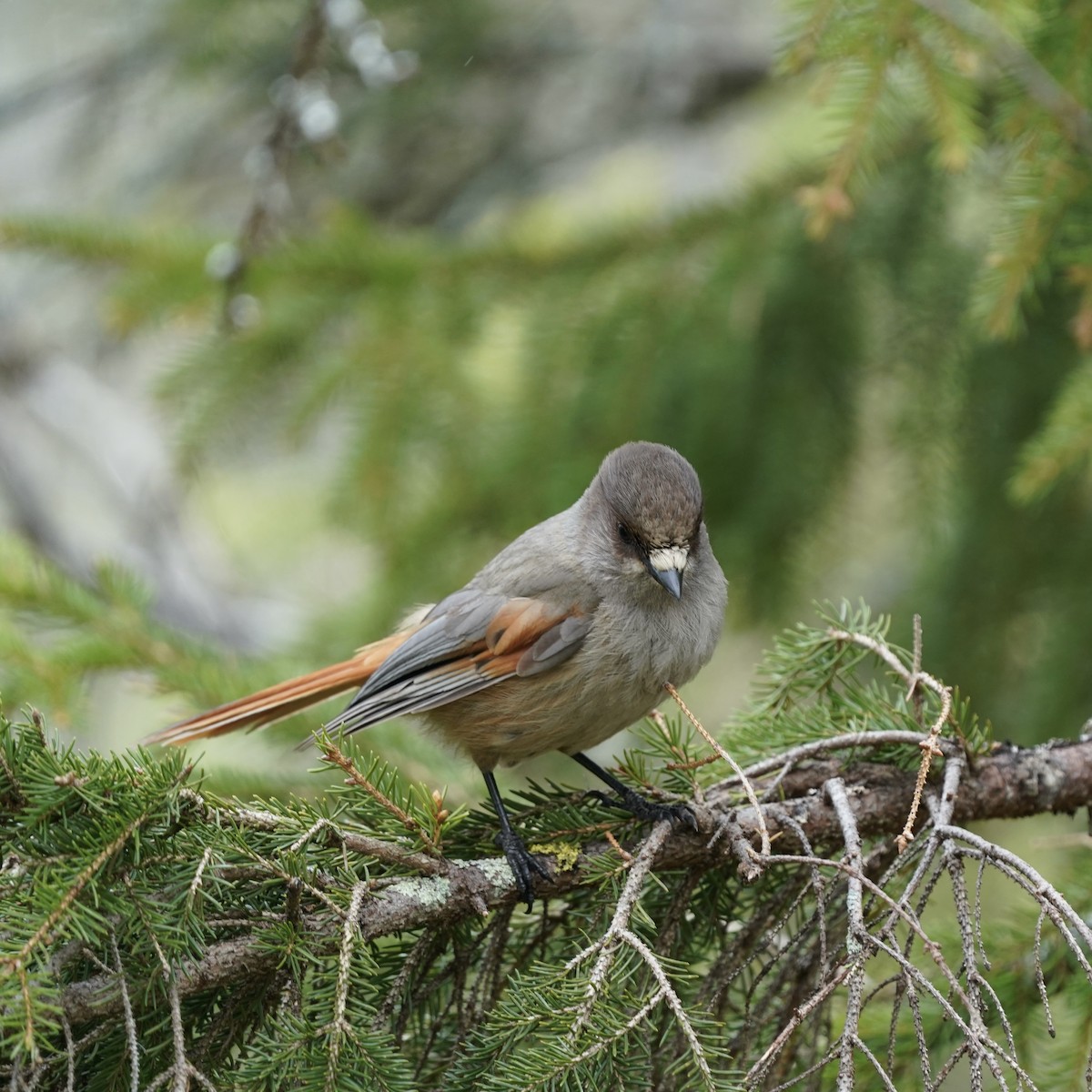 Siberian Jay - ML637377523