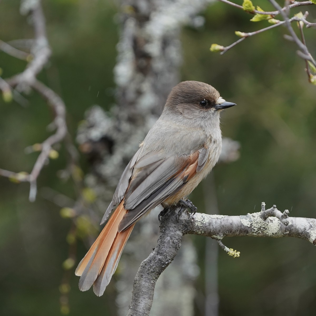 Siberian Jay - ML637377524
