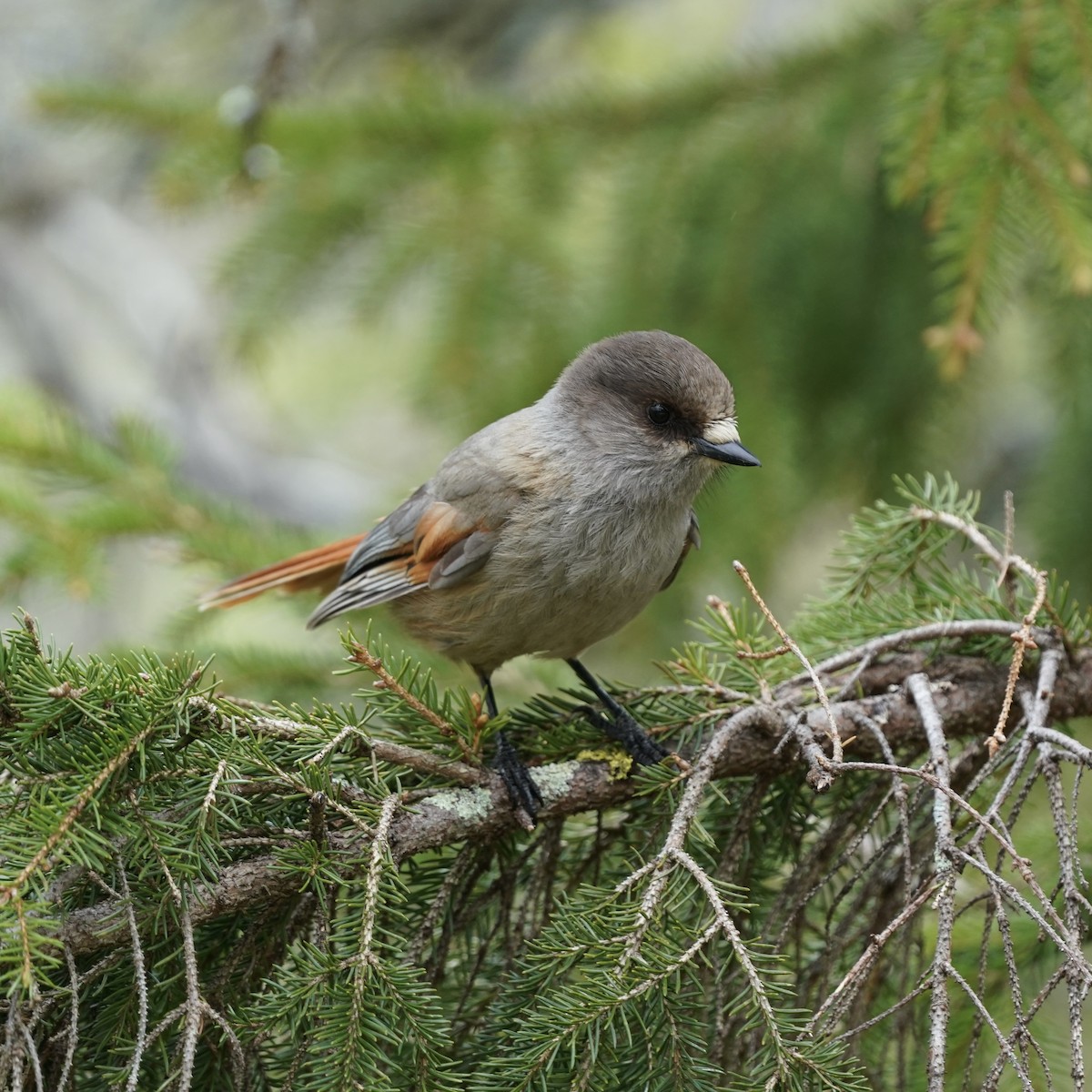 Siberian Jay - ML637377525