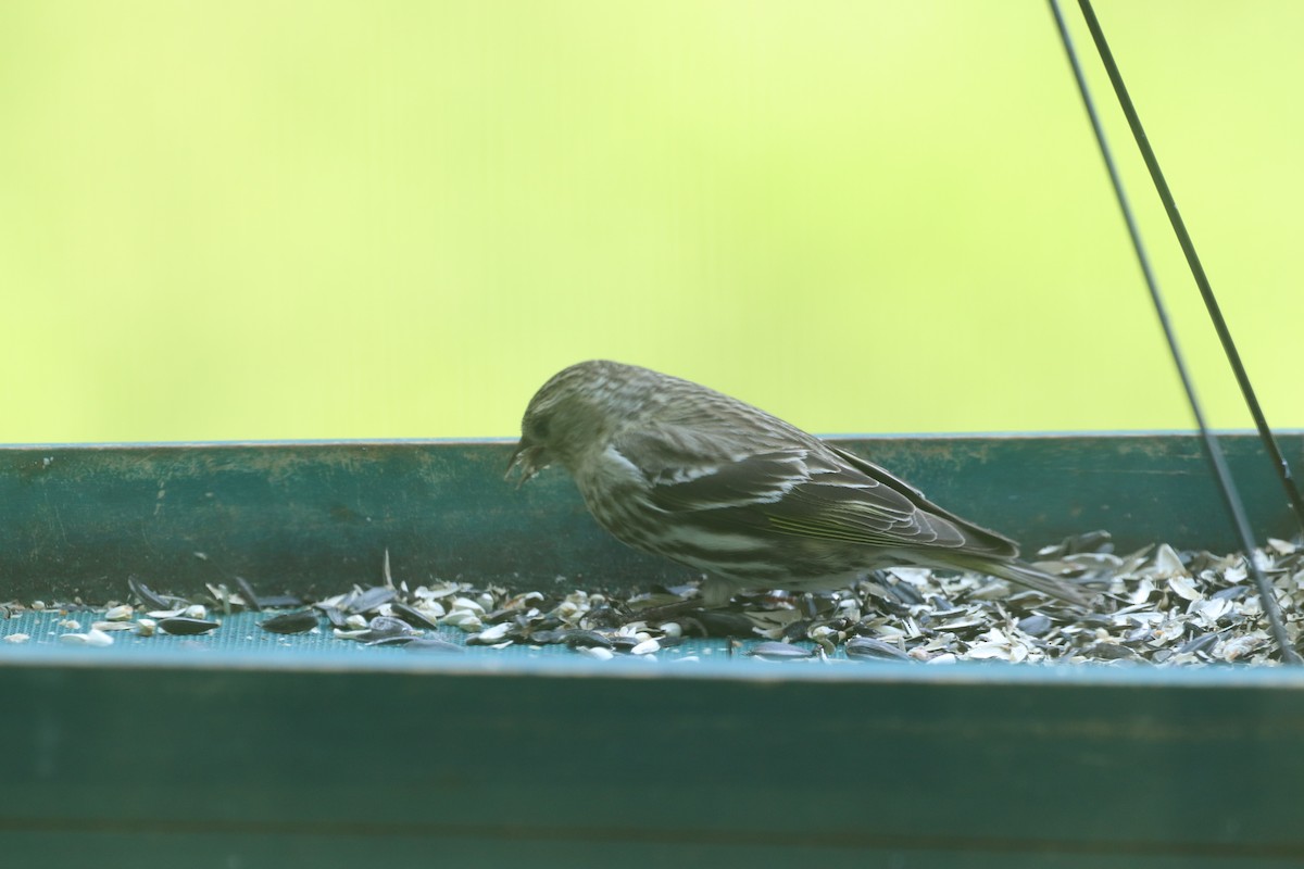 Pine Siskin - ML637377526