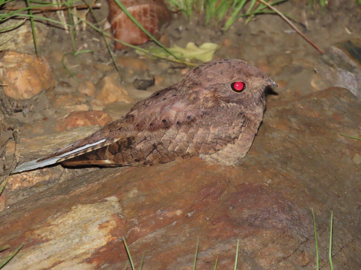 Plain Nightjar - ML637377530