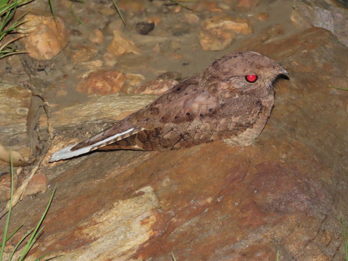 Plain Nightjar - ML637377531