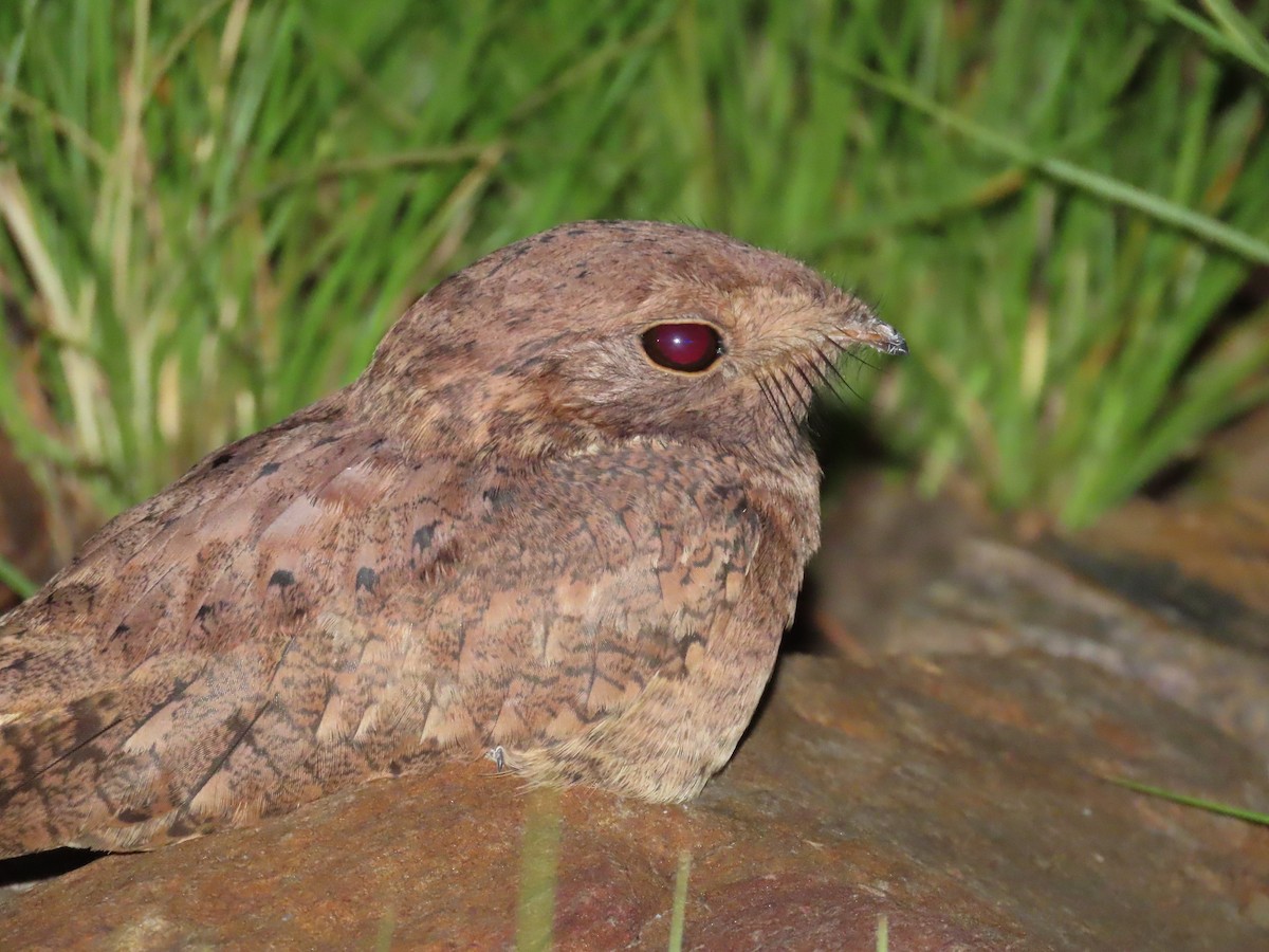 Plain Nightjar - ML637377532