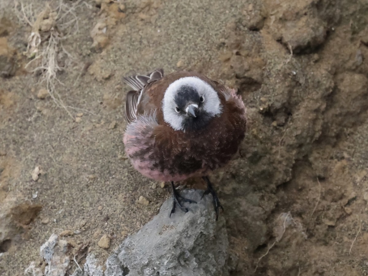 Gray-crowned Rosy-Finch (Pribilof Is.) - ML637377538