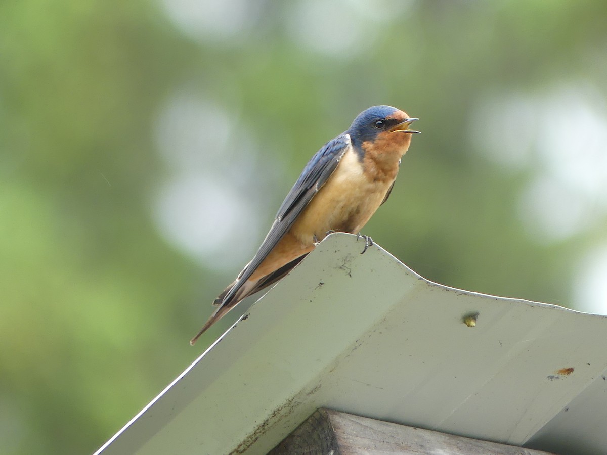 Barn Swallow - ML637377591