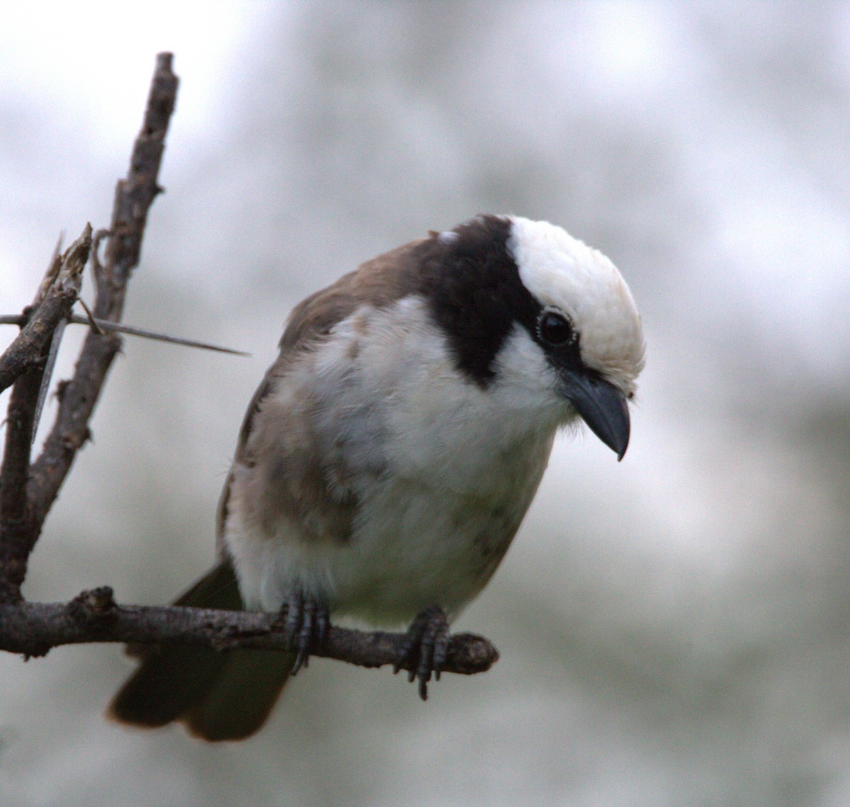 White-headed Buffalo-Weaver - ML637377682