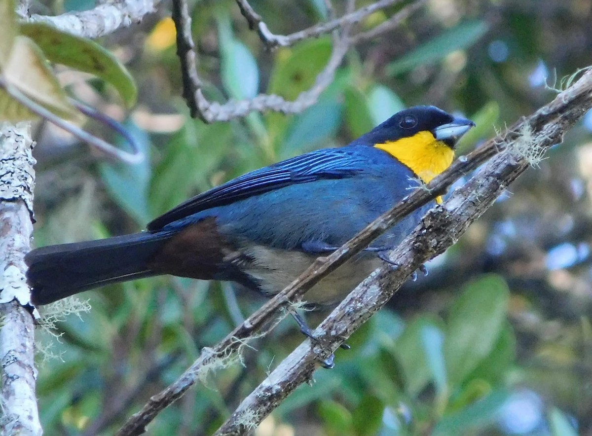 Purplish-mantled Tanager - ML637377700