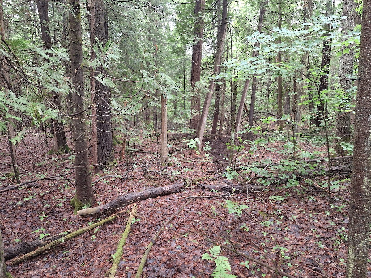 Black-throated Green Warbler - ML637377725