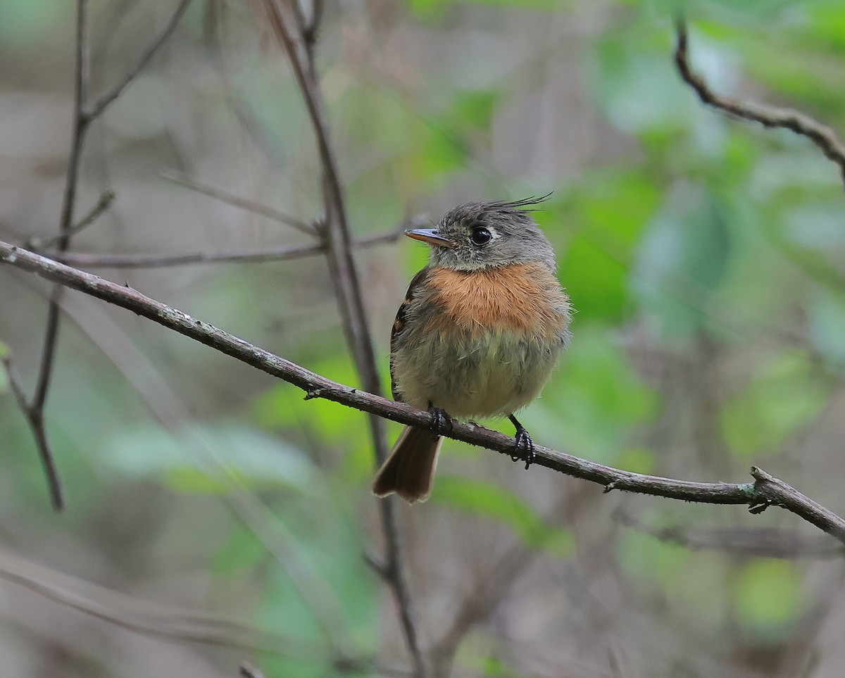 Belted Flycatcher - ML637377771