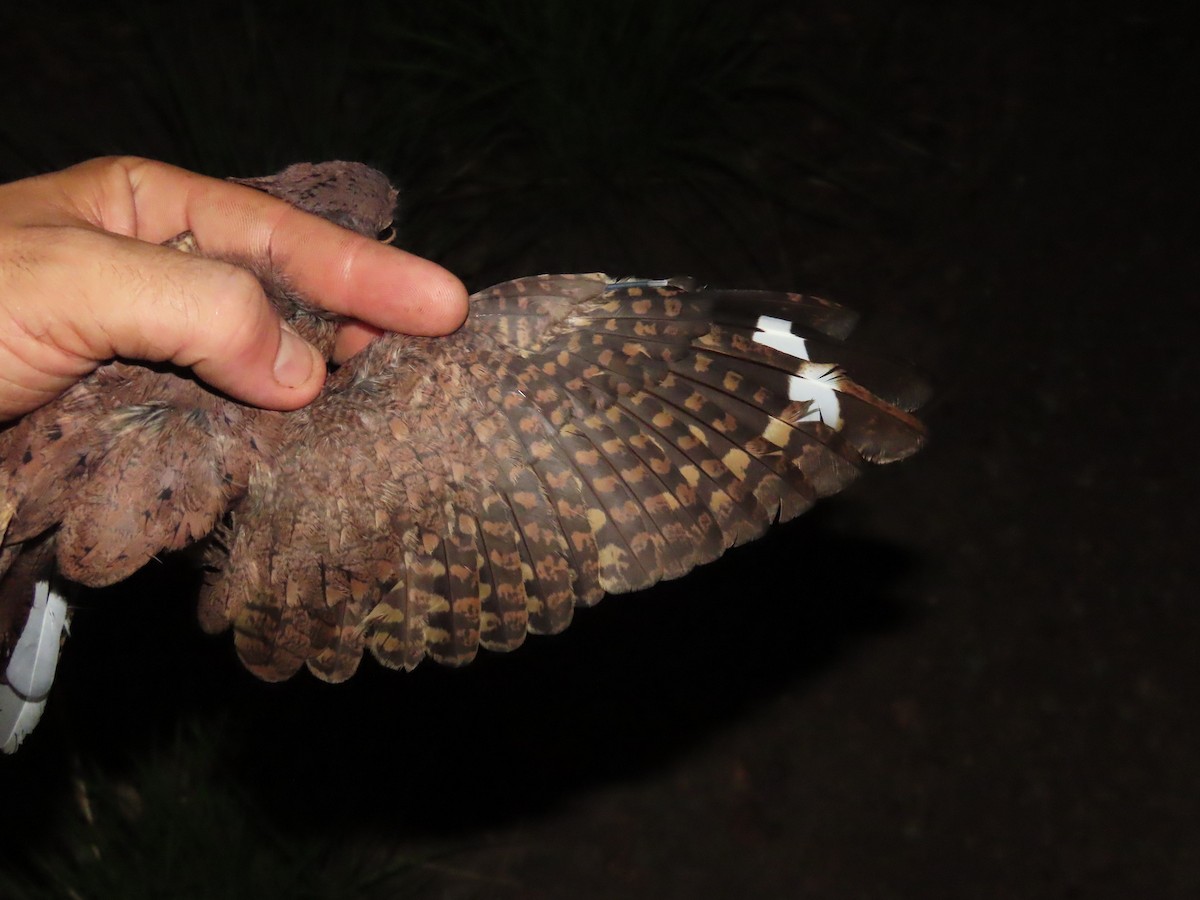 Plain Nightjar - ML637377845