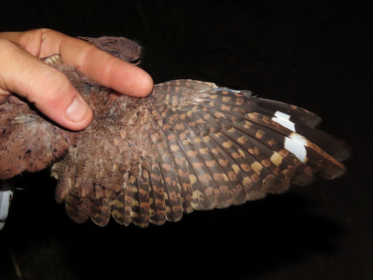 Plain Nightjar - ML637377846