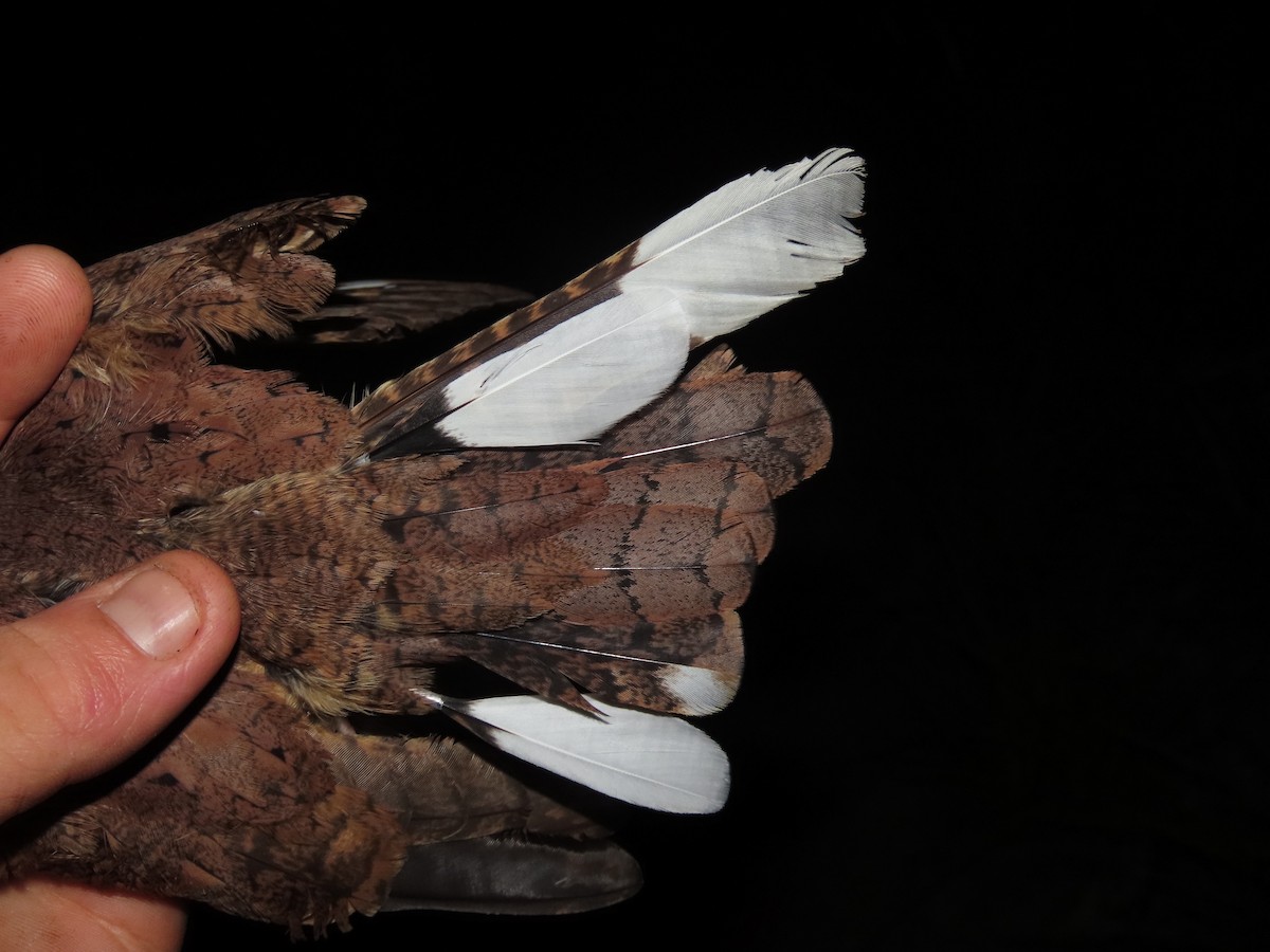 Plain Nightjar - ML637377847